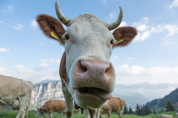 Bauarbeiten Naturparkkäserei